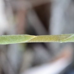 Oligochaetochilus aciculiformis at Bolaro, NSW - suppressed