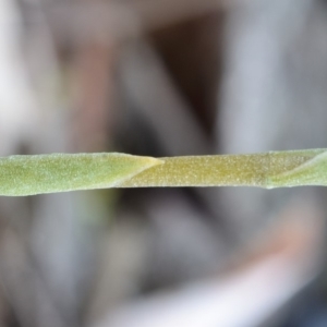 Oligochaetochilus aciculiformis at Bolaro, NSW - 4 Dec 2018