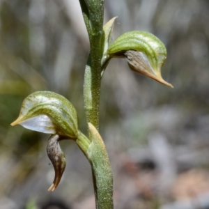 Oligochaetochilus aciculiformis at Bolaro, NSW - suppressed