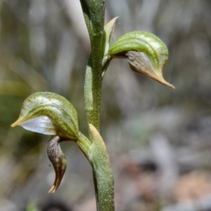 Oligochaetochilus aciculiformis at Bolaro, NSW - 4 Dec 2018