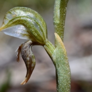 Oligochaetochilus aciculiformis at Bolaro, NSW - suppressed