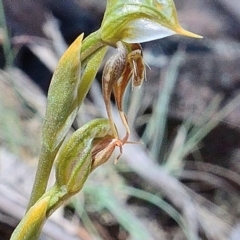 Oligochaetochilus aciculiformis at Bolaro, NSW - 4 Dec 2018
