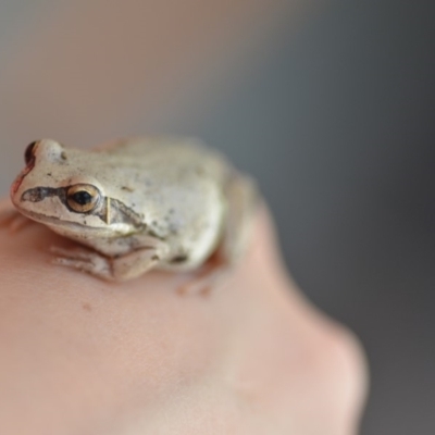 Litoria verreauxii verreauxii (Whistling Tree-frog) at Wamboin, NSW - 3 Nov 2018 by natureguy