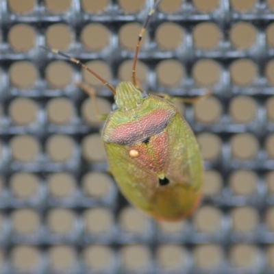 Acanthosomatidae (family) (Unidentified Acanthosomatid shield bug) at Wamboin, NSW - 4 Nov 2018 by natureguy