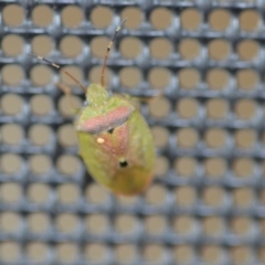 Acanthosomatidae (family) at Wamboin, NSW - 4 Nov 2018