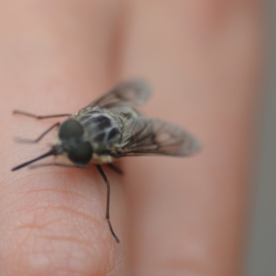 Tabanidae (family) (Unidentified march or horse fly) at QPRC LGA - 4 Nov 2018 by natureguy