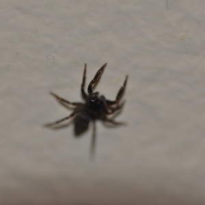 Salticidae (family) at Wamboin, NSW - 5 Nov 2018 09:20 PM