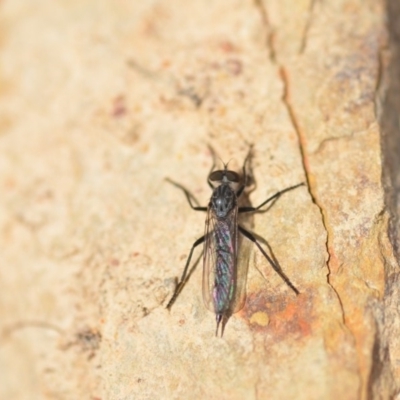 Cerdistus sp. (genus) (Slender Robber Fly) at Wamboin, NSW - 7 Nov 2018 by natureguy