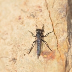 Cerdistus sp. (genus) at Wamboin, NSW - 7 Nov 2018