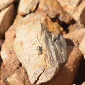 Cerdistus sp. (genus) at Wamboin, NSW - 7 Nov 2018