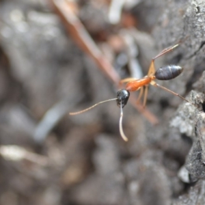 Camponotus nigriceps at Wamboin, NSW - 7 Nov 2018