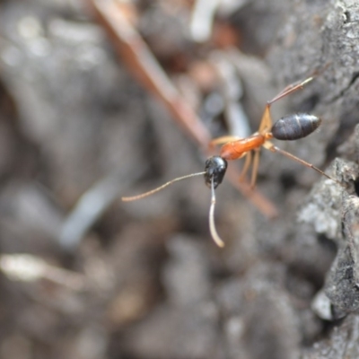 Camponotus nigriceps (Black-headed sugar ant) at Wamboin, NSW - 7 Nov 2018 by natureguy