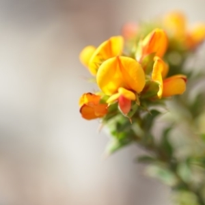 Pultenaea procumbens at Wamboin, NSW - 7 Nov 2018