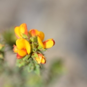 Pultenaea procumbens at Wamboin, NSW - 7 Nov 2018 07:42 PM