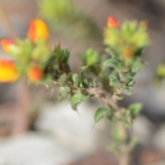 Pultenaea procumbens at Wamboin, NSW - 7 Nov 2018 07:42 PM