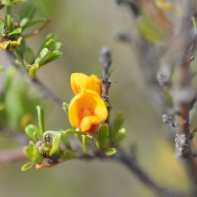 Pultenaea microphylla (Egg and Bacon Pea) at Wamboin, NSW - 7 Nov 2018 by natureguy
