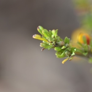 Pultenaea microphylla at Wamboin, NSW - 7 Nov 2018 07:45 PM