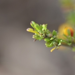 Pultenaea microphylla at Wamboin, NSW - 7 Nov 2018