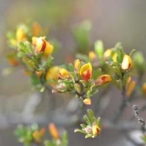 Pultenaea microphylla at Wamboin, NSW - 7 Nov 2018 07:45 PM