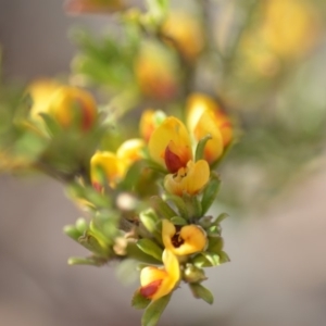 Pultenaea microphylla at Wamboin, NSW - 7 Nov 2018 07:45 PM