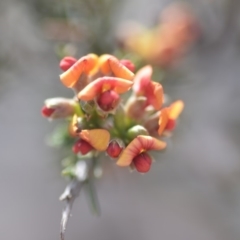 Dillwynia sericea (Egg And Bacon Peas) at Wamboin, NSW - 7 Nov 2018 by natureguy