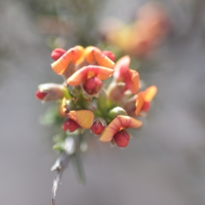 Dillwynia sericea (Egg And Bacon Peas) at Wamboin, NSW - 7 Nov 2018 by natureguy
