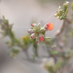 Dillwynia sericea at Wamboin, NSW - 7 Nov 2018 07:49 PM