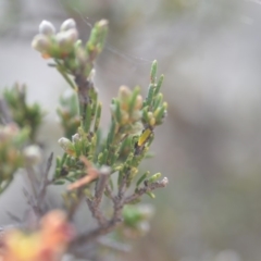 Dillwynia sericea at Wamboin, NSW - 7 Nov 2018 07:49 PM