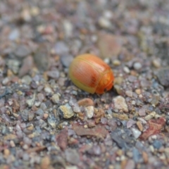 Paropsisterna sp. (genus) (A leaf beetle) at Wamboin, NSW - 8 Nov 2018 by natureguy