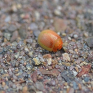 Paropsisterna sp. (genus) at Wamboin, NSW - 8 Nov 2018