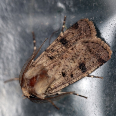 Agrotis porphyricollis (Variable Cutworm) at O'Connor, ACT - 3 Dec 2018 by ibaird