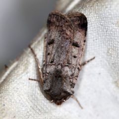 Agrotis porphyricollis at O'Connor, ACT - 4 Dec 2018 09:01 AM