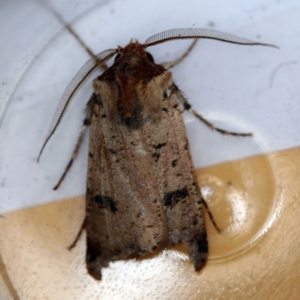 Agrotis porphyricollis at O'Connor, ACT - 4 Dec 2018 09:01 AM