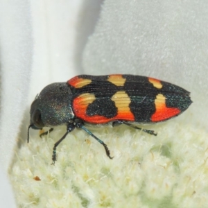 Castiarina sexplagiata at Acton, ACT - 3 Dec 2018 08:30 AM