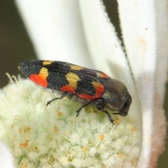 Castiarina sexplagiata at Acton, ACT - 3 Dec 2018 08:30 AM