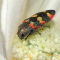 Castiarina sexplagiata at Acton, ACT - 3 Dec 2018 08:30 AM