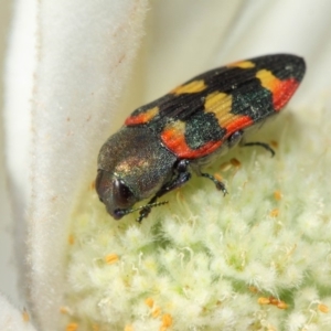 Castiarina sexplagiata at Acton, ACT - 3 Dec 2018