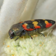 Castiarina sexplagiata at Acton, ACT - 3 Dec 2018