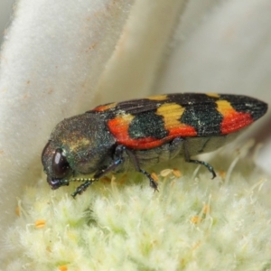 Castiarina sexplagiata at Acton, ACT - 3 Dec 2018 08:30 AM