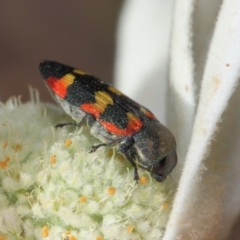 Castiarina sexplagiata at Acton, ACT - 3 Dec 2018 08:30 AM