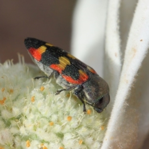 Castiarina sexplagiata at Acton, ACT - 3 Dec 2018