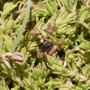 Nemobiinae sp. (sub-family) at Michelago, NSW - 3 Dec 2018