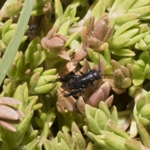 Nemobiinae sp. (sub-family) at Michelago, NSW - 3 Dec 2018