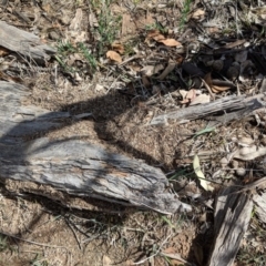 Papyrius nitidus (Shining Coconut Ant) at Red Hill, ACT - 8 Dec 2018 by JackyF