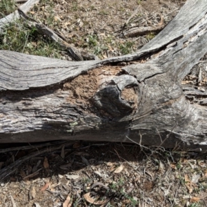 Papyrius nitidus at Red Hill, ACT - 9 Dec 2018