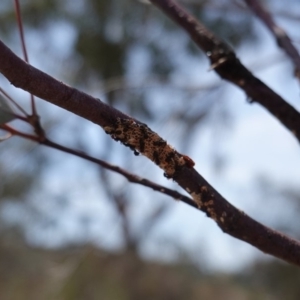 Papyrius nitidus at Red Hill, ACT - 9 Dec 2018