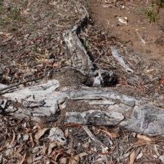 Papyrius nitidus (Shining Coconut Ant) at Red Hill, ACT - 8 Dec 2018 by JackyF