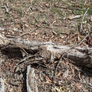 Papyrius nitidus at Red Hill, ACT - 9 Dec 2018