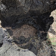 Papyrius nitidus (Shining Coconut Ant) at Red Hill, ACT - 9 Dec 2018 by JackyF