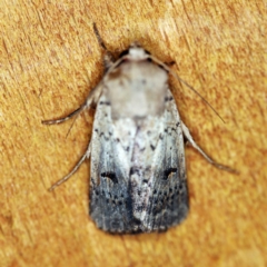 Proteuxoa tibiata (Horseshoe Noctuid) at O'Connor, ACT - 3 Dec 2018 by ibaird